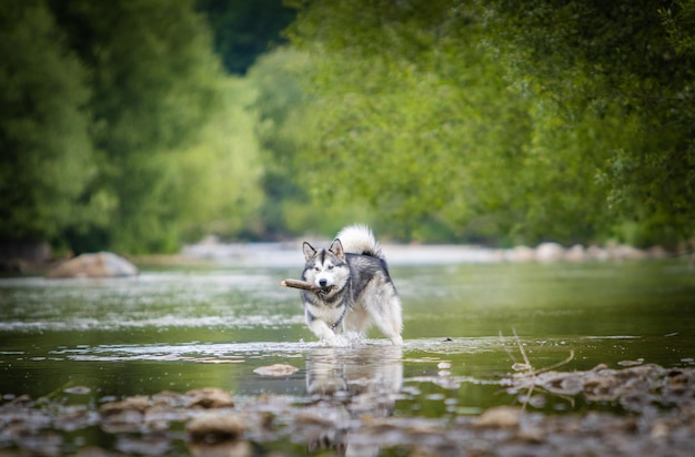 The dog and the stick