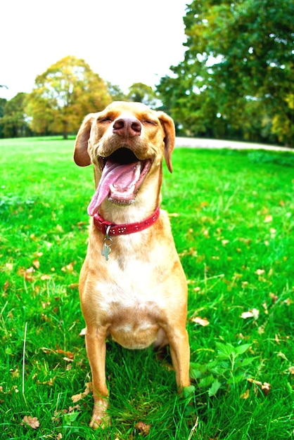 Foto cane che tira fuori la lingua mentre è seduto nel cortile sul retro