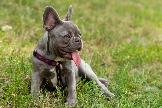 Foto cane che tira fuori la lingua mentre è seduto sul campo erboso