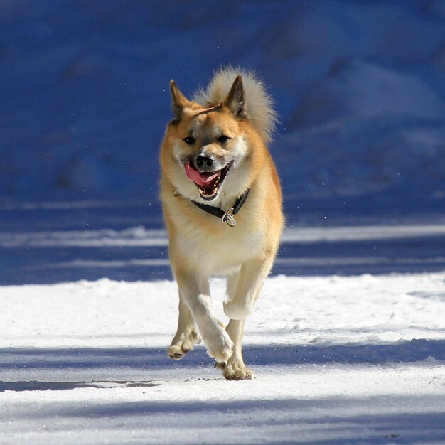 写真 雪で覆われた畑を歩いている犬が舌を突き出している