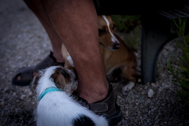 Foto cane che tira fuori la lingua