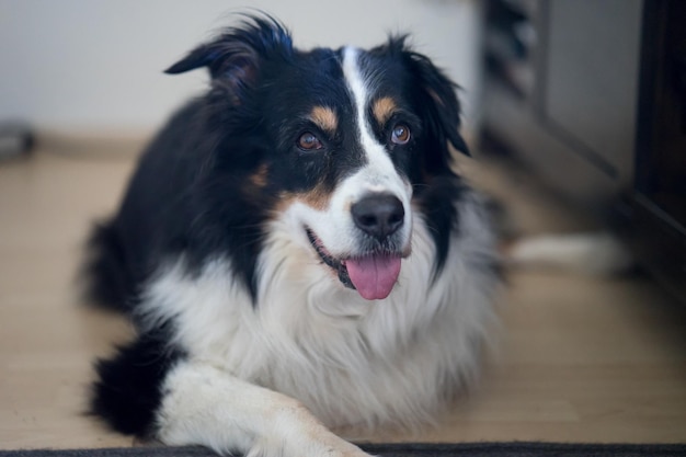 写真 犬が舌を突き出している