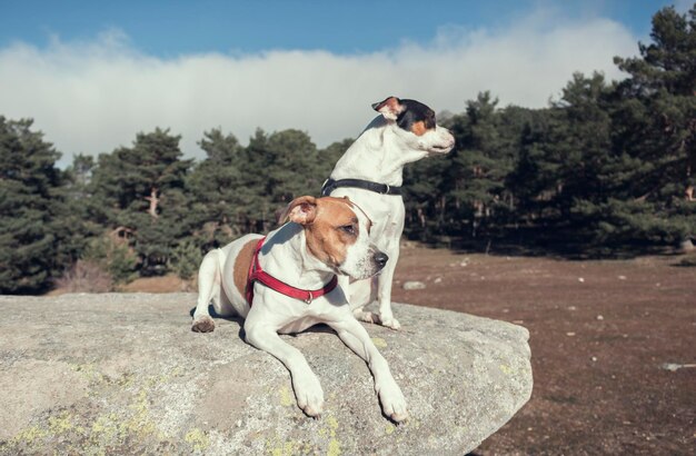 Foto cane per strada contro il cielo