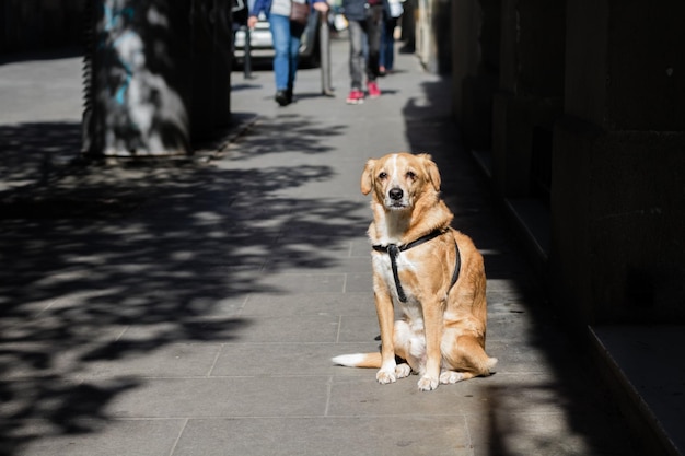 路上にいる犬
