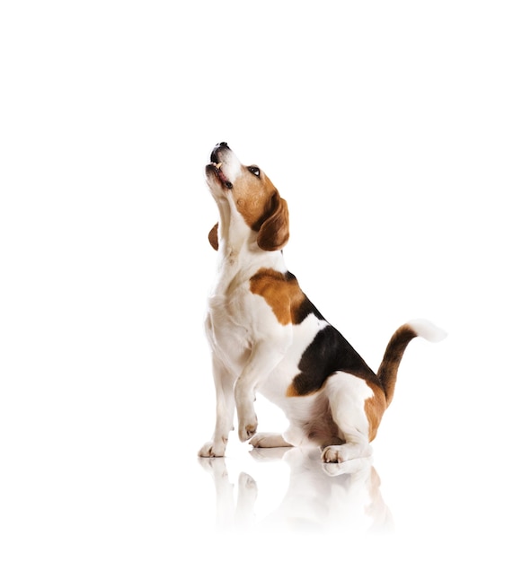 dog in studio
