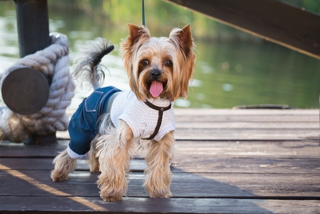 スタイリッシュな服を着た犬が桟橋の上を歩きます。