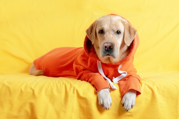 A dog in a sweatshirt lies on a yellow sofa Autumn concept