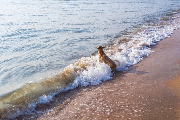 Photo dog swim in rough seas.