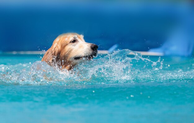 写真 プールで泳ぐ犬