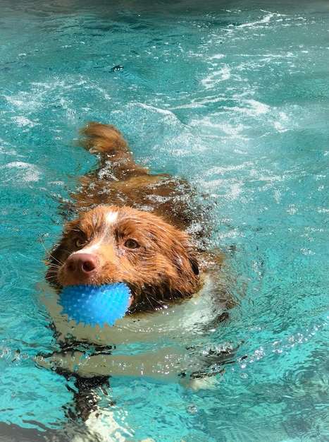 写真 プールで泳ぐ犬