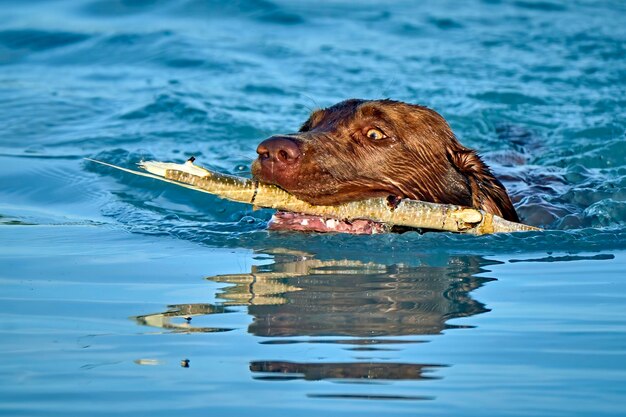 Dog swimming in a pool