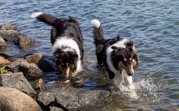 Foto cane che nuota in mare
