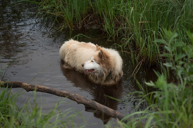 Photo dog swimming in the water