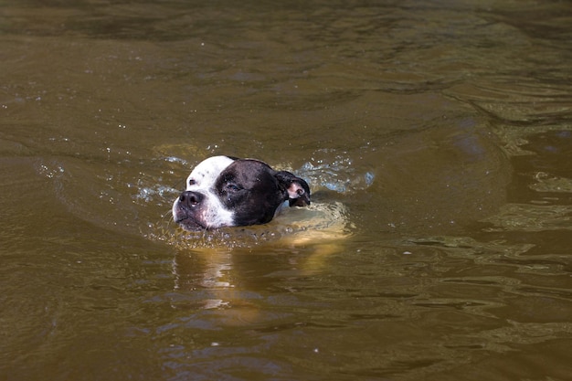 A dog swims in a pond The animal is bathing in the river