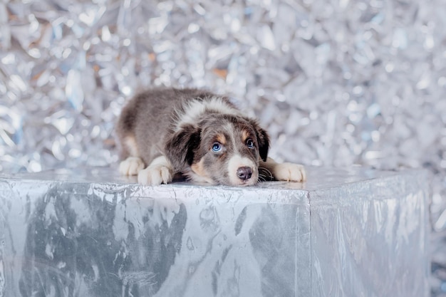 A dog on a table with a silver background.
