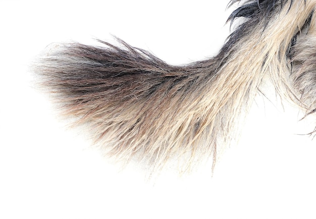 Dog tail isolated on white background