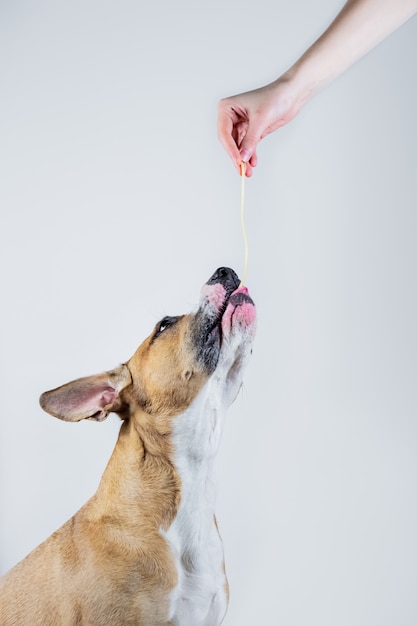 Фото Собака берет спагетти от человека. раздача человеческой пищи (макаронных изделий) стаффордширскому терьеру,