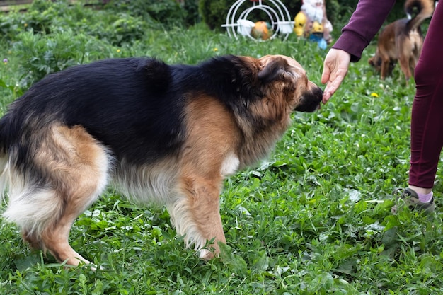 A dog takes a treat from a person's hand close up