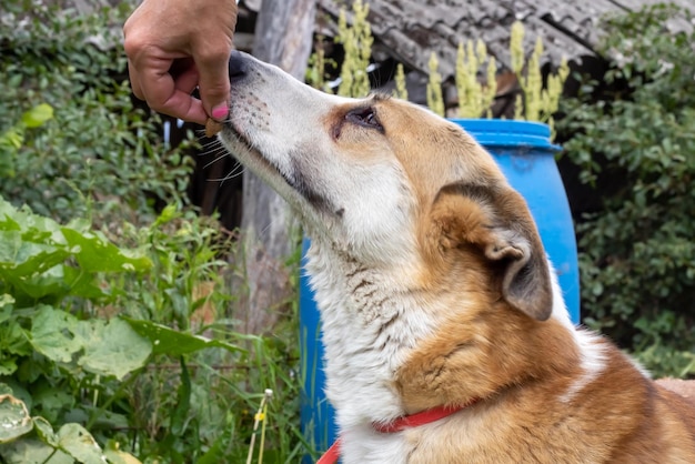 人の手からおやつを取る犬をクローズアップ