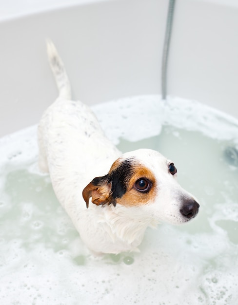 犬のバスタブで入浴