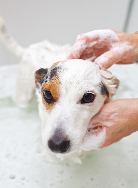 Dog taking a bath in a bathtub