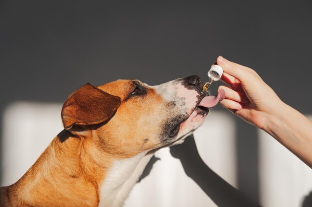 Dog taking essential oil from dropper nutritional supplements calming products cbd oils for pets