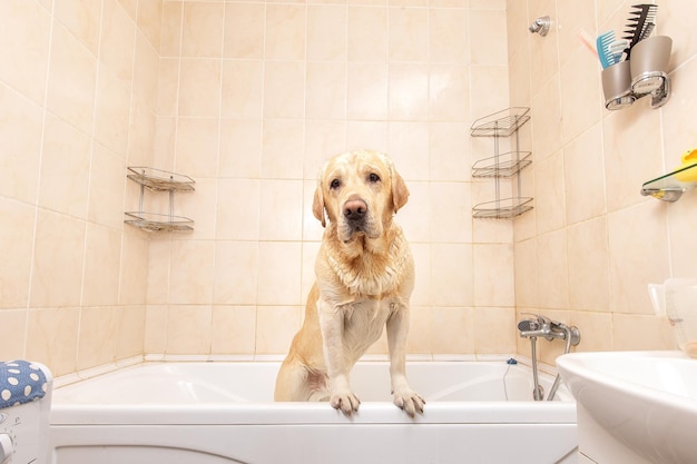 A dog taking a shower with soap and water