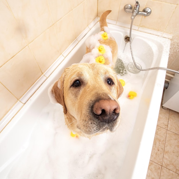 Собака принимает душ с мылом и водой