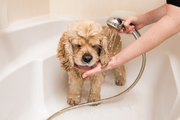 A dog taking a shower