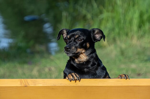 Foto cane un terrier simpatico cane di razza sorridente esposizione canina