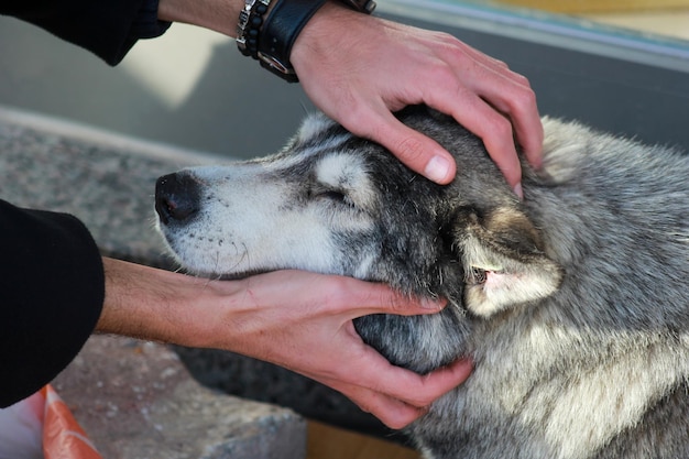 The dog that is happy to be loved. a popular stray dog. man\
loves dog. the dog being stroked.