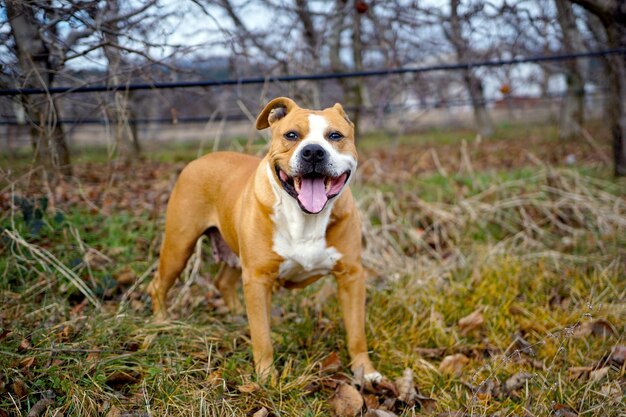 a dog that is outside with its mouth open