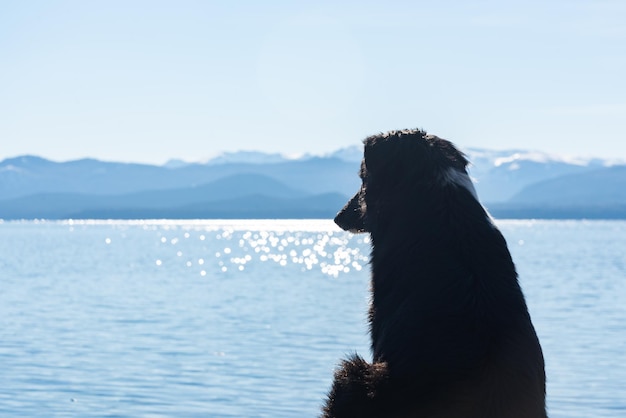 собака думает перед озером с горами сзади