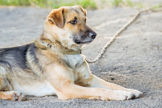 Dog tied with a chain lying on the ground