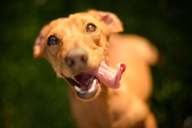 Photo dog tongue