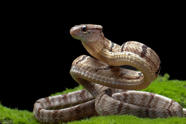 Dog-toothed Cat Snake in attack position