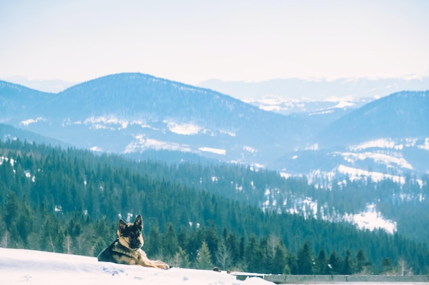 Dog on the top of mountain winter mountain landscape with dog