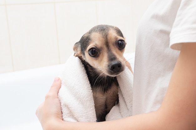 Cane in un asciugamano dopo il bagno nelle mani della padrona di casa