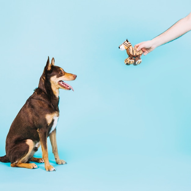 Foto cane e animale domestico giocattolo