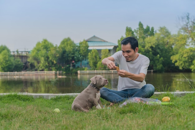 Dog trainer are training puppy bully dog