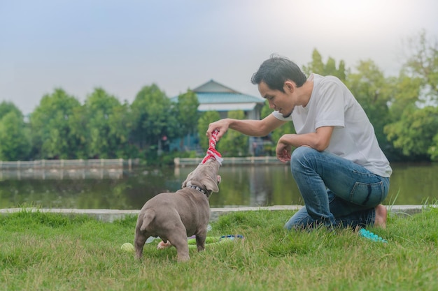 Dog trainer are training puppy bully dog