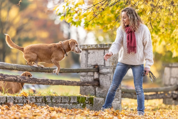 A dog trainer commands two dogs to jump over wooden barriers in nature