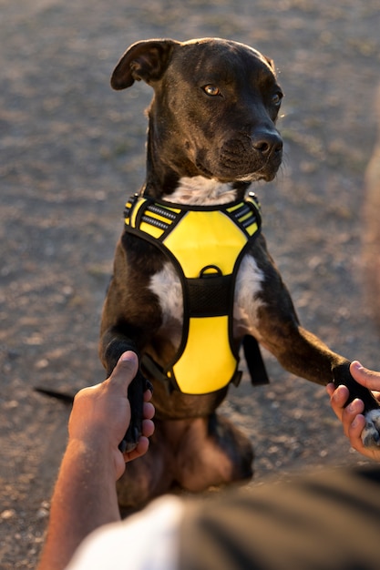Foto addestratore di cani che ama il suo cane all'aperto durante una sessione di addestramento