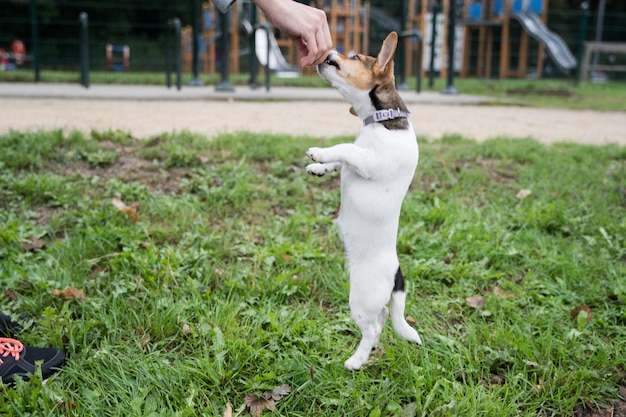 写真 家のペットの新しい犬の友達と一緒に公園の散歩の芝生の上の犬の訓練の愛らしい小さなジャック ラッセル テリアの子犬