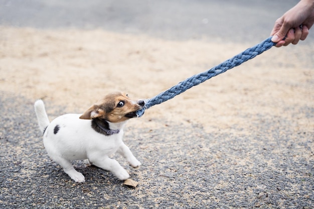 Dog training adorable little jack russel terrier puppy playimng\
with hid owner outdoors first walk with home pets new dog\
friend