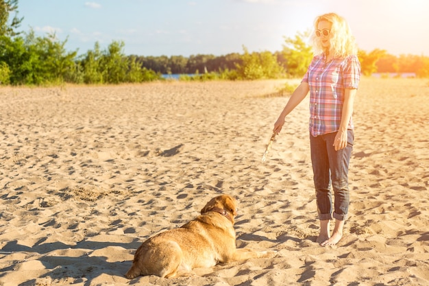 Dog training a big funny dog labrador performs a command  lie down and waits for reward a wonderful ...