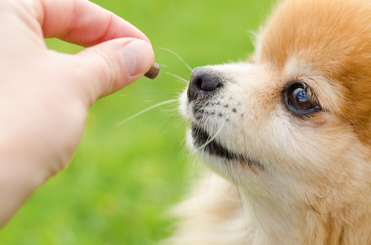 Dog training on green