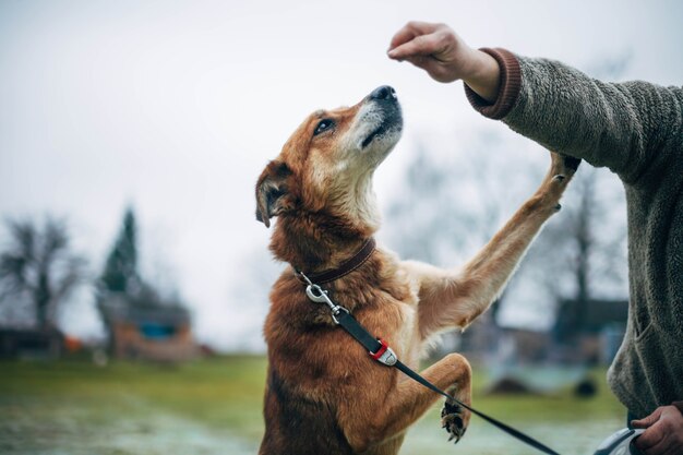 dog training in nature using food