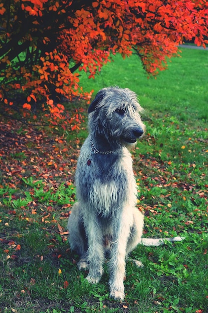 Photo dog on tree during autumn