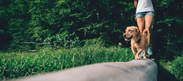 Dog on a tree log with hiker